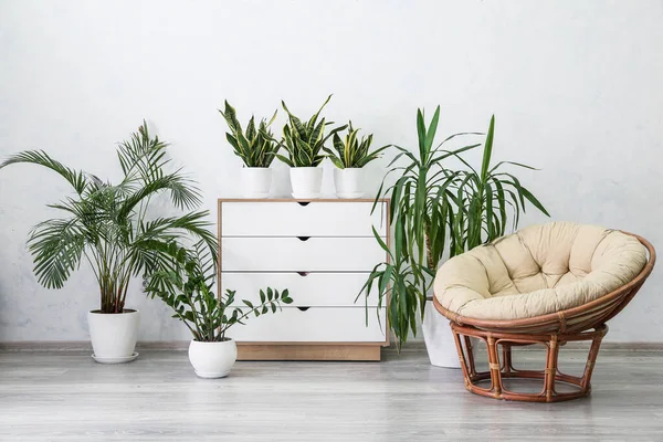 Interior Elegante Sala Com Plantas Sala Poltrona Cômoda Perto Parede — Fotografia de Stock