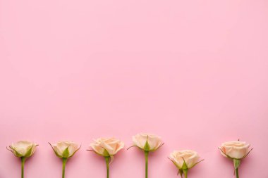 Renkli arkaplanda güzel güller