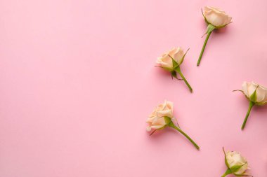 Renkli arkaplanda güzel güller