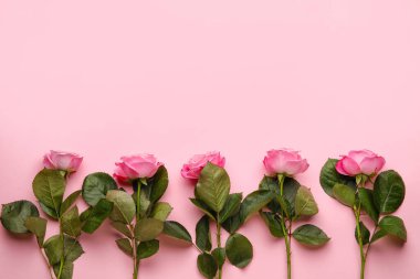 Renkli arkaplanda güzel pembe güller