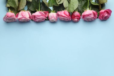 Renkli arkaplanda güzel pembe güller