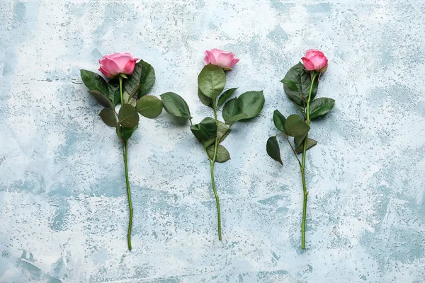Красивые Розовые Розы Цветном Фоне — стоковое фото