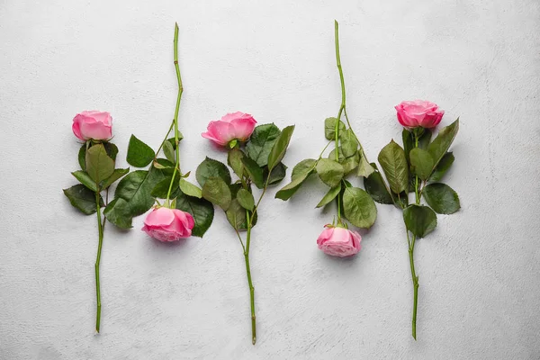 Beautiful Pink Roses Light Background — Stock Photo, Image