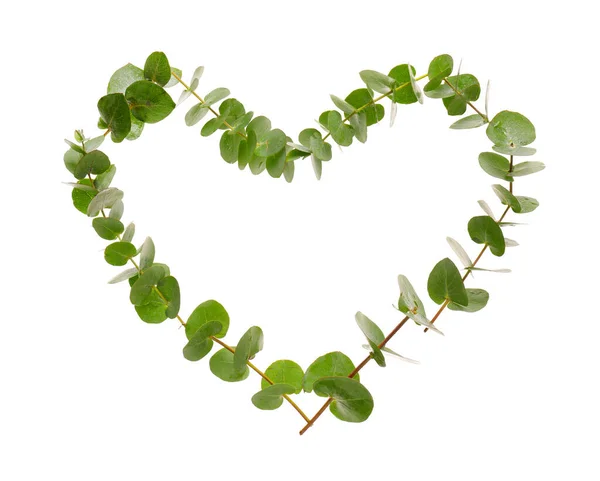 Heart Made Eucalyptus Branches White Background — Stock Photo, Image