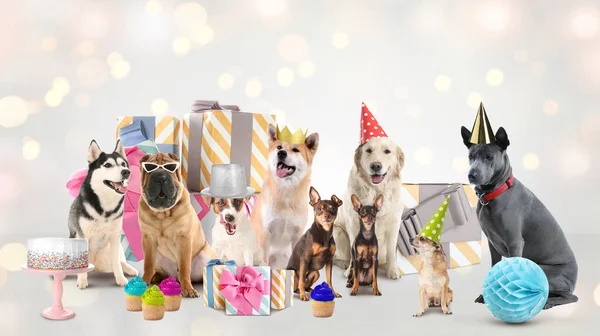 Cute dogs with Birthday gifts and treats on light background