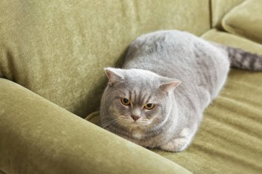 Evdeki kanepede tatlı gri kedi.