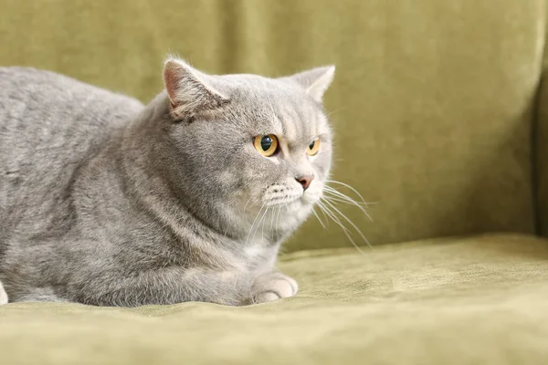 Cute Grey Cat Sofa Home — Stock Photo, Image