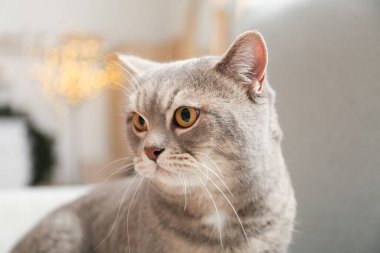 Evdeki kanepede tatlı gri kedi.