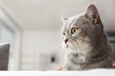 Evdeki sevimli meraklı kedi.