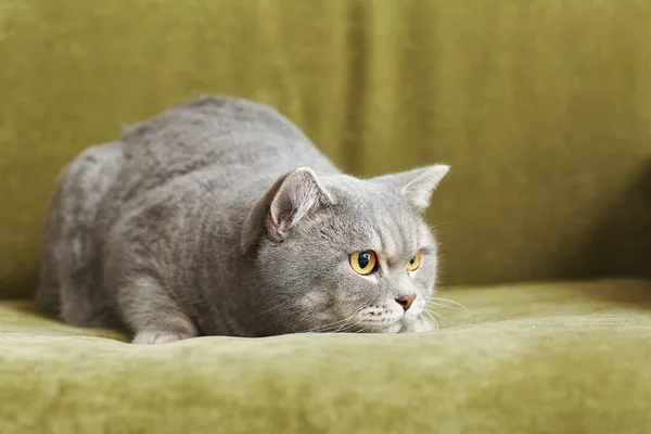 Cute Grey Cat Sofa Home — Stock Photo, Image