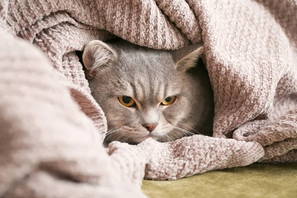 可爱的灰猫裹着温暖的格子花在家里 — 图库照片
