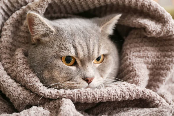 Cute Grey Cat Wrapped Warm Plaid Home — Stock Photo, Image