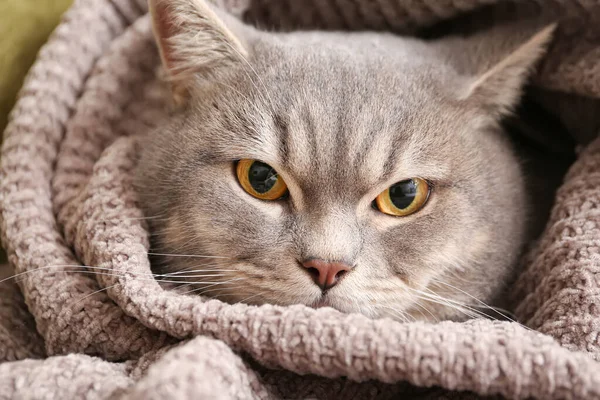 Cute Grey Cat Wrapped Warm Plaid Home — Stock Photo, Image