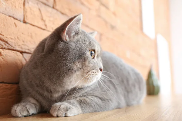 Cute Grey Cat Table Home — Stock Photo, Image