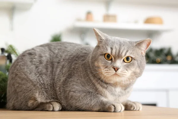 Cute Grey Cat Home Christmas Eve — Stock Photo, Image