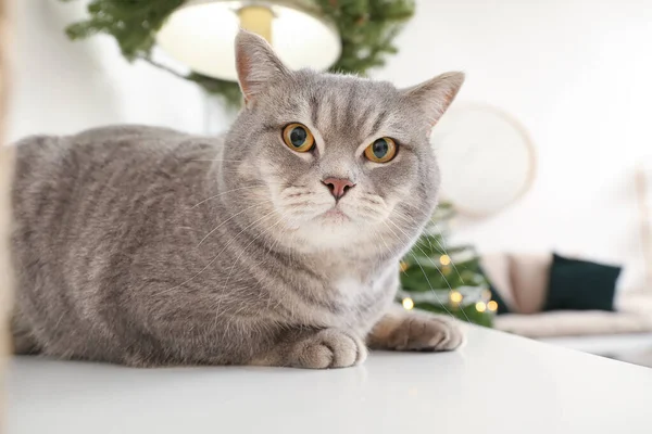 Cute Grey Cat Home Christmas Eve — Stock Photo, Image
