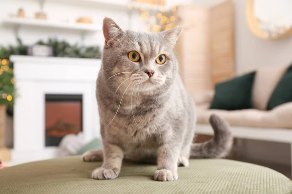 Cute Grey Cat Home Christmas Eve — Stock Photo, Image