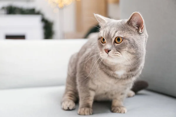 Cute Grey Cat Home Christmas Eve — Stock Photo, Image