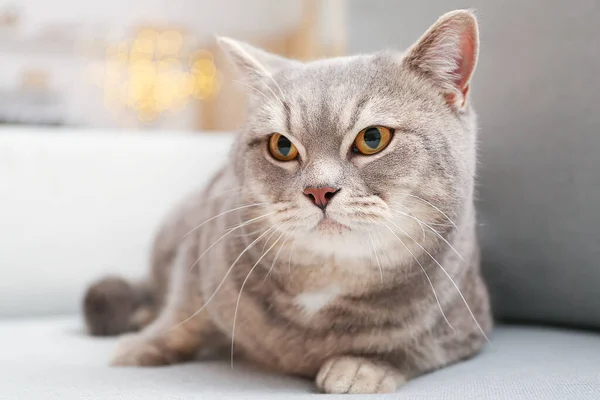 Cute Grey Cat Sofa Home — Stock Photo, Image