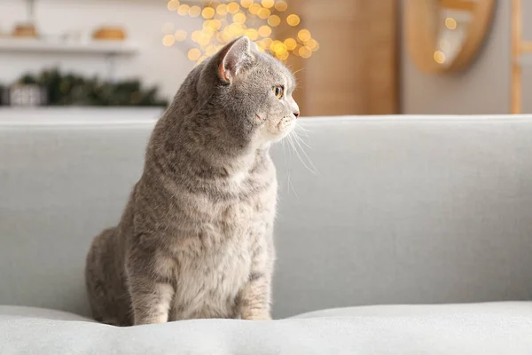 Cute Grey Cat Home Christmas Eve — Stock Photo, Image