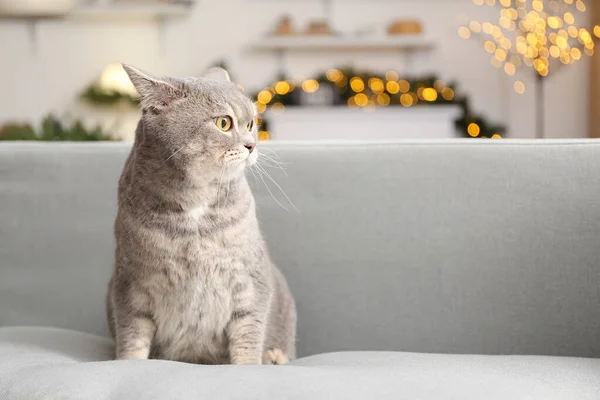 Χαριτωμένη Γκρι Γάτα Στο Σπίτι Παραμονή Χριστουγέννων — Φωτογραφία Αρχείου