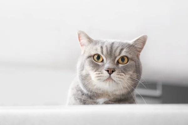 Cute Grey Cat Sofa Home — Stock Photo, Image