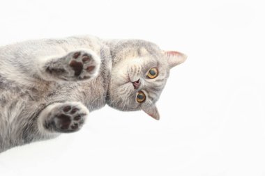 Cam yüzeyde sevimli gri kedi, alt manzara.