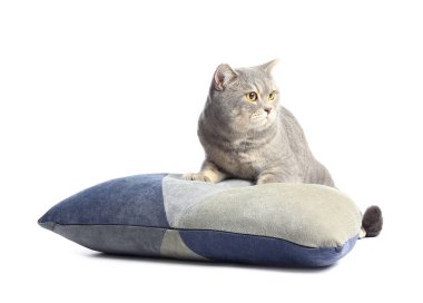 Beyaz arka planda yastığı olan sevimli gri kedi.