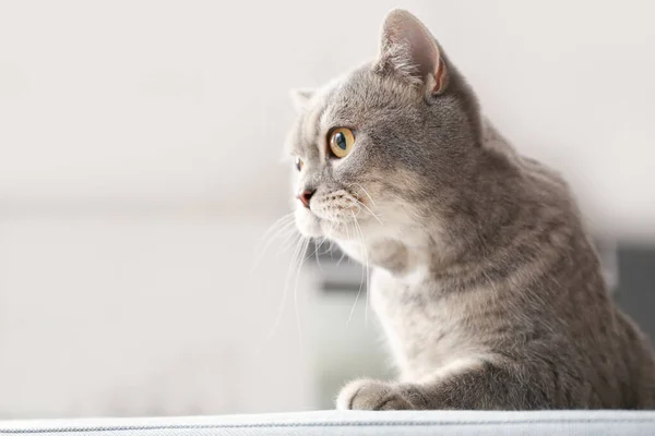 Cute Curious Cat Home — Stock Photo, Image