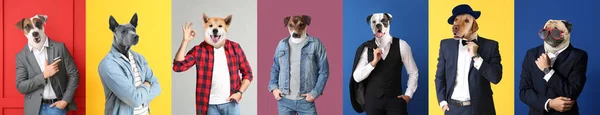 Hommes Élégants Avec Des Têtes Chiens Sur Fond Couleur — Photo