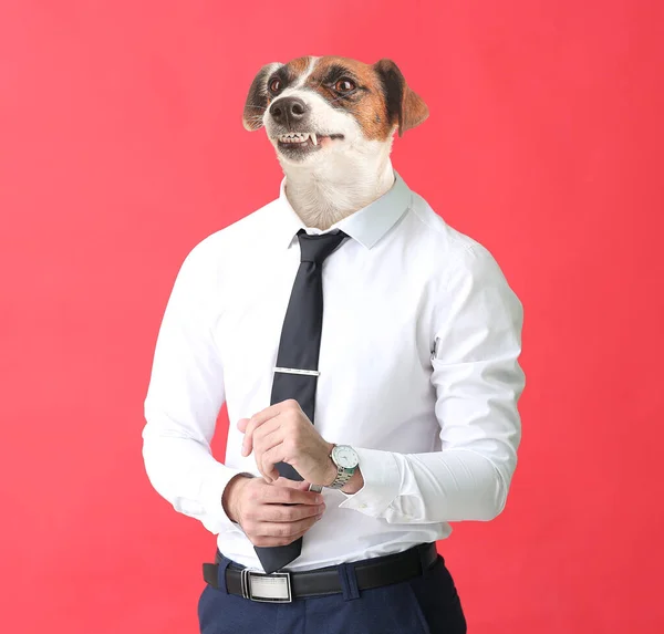 Hombre Con Estilo Con Cabeza Perro Sobre Fondo Color —  Fotos de Stock