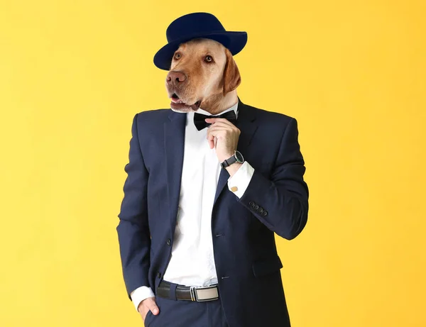 Стильный Мужчина Головой Собаки Цветном Фоне — стоковое фото