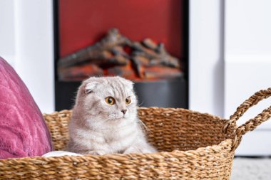Evde şöminenin yanında sevimli bir kedi var. Isınma mevsimi kavramı