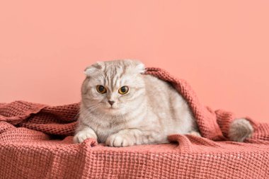 Renkli arka planda sıcak ekose kumaşlı sevimli bir kedi. Isınma mevsimi kavramı
