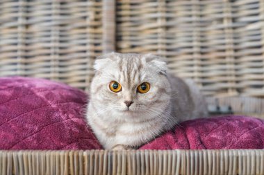 Hasır kutuda yastıktaki sevimli kedi.