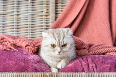Hasır kutuda sıcak ekoseli şirin bir kedi. Isınma mevsimi kavramı