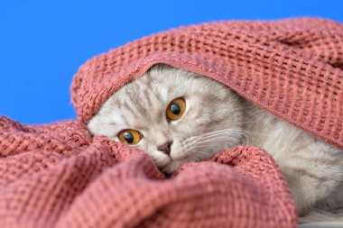 Renkli arka planda sıcak ekose kumaşlı sevimli bir kedi. Isınma mevsimi kavramı