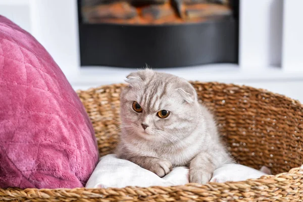 Χαριτωμένη Γάτα Κοντά Στο Τζάκι Στο Σπίτι Έννοια Της Εποχής — Φωτογραφία Αρχείου