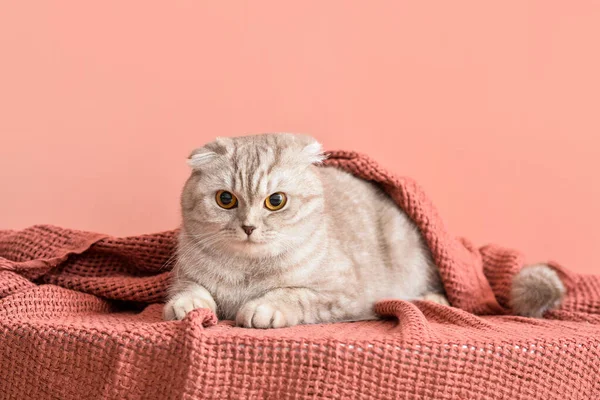 Söt Katt Med Varm Rutig Färg Bakgrund Begreppet Uppvärmningssäsong — Stockfoto