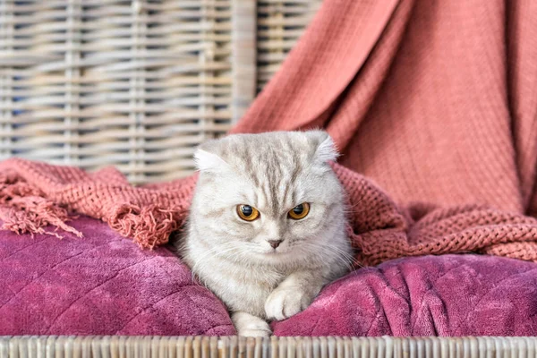 Hasır kutuda sıcak ekoseli şirin bir kedi. Isınma mevsimi kavramı