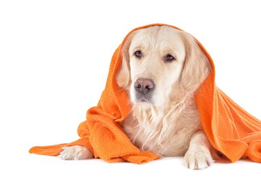 Beyaz arka planda sıcak ekoseli şirin bir köpek. Isınma mevsimi kavramı