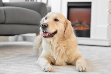 Cute dog near fireplace at home. Concept of heating season clipart