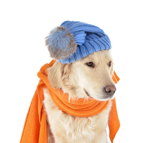 暖かいスカーフと白い背景の帽子を持つかわいい犬 暖房期の概念 — ストック写真