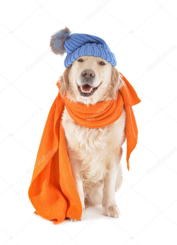 Cute dog with warm scarf and hat on white background. Concept of heating season