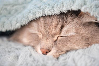 Sıcak ekoseli şirin kedi, yakın plan. Isınma mevsimi kavramı