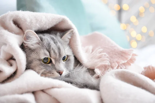 Söt Katt Med Varm Rutig Hemma Begreppet Uppvärmningssäsong — Stockfoto