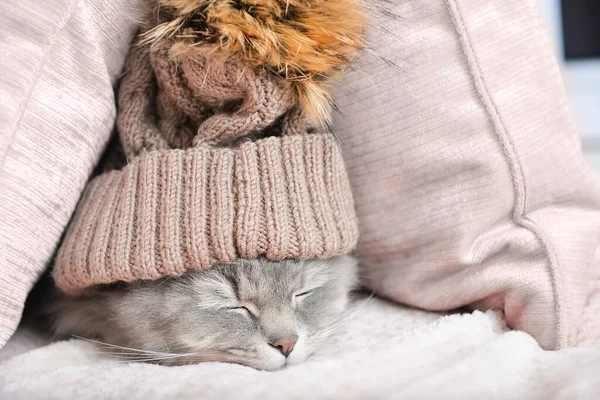 Söt Katt Med Varm Hatt Mellan Mjuka Kuddar Hemma Begreppet — Stockfoto