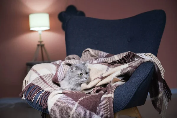 Cute Cat Warm Plaid Home Concept Heating Season — Stock Photo, Image