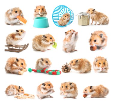 Beyaz arka planda komik hamster seti