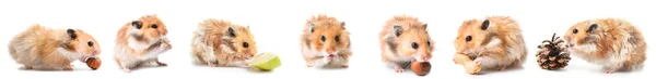 Set Van Grappige Hamster Witte Achtergrond — Stockfoto